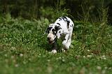 DOGUE ALLEMAND 248